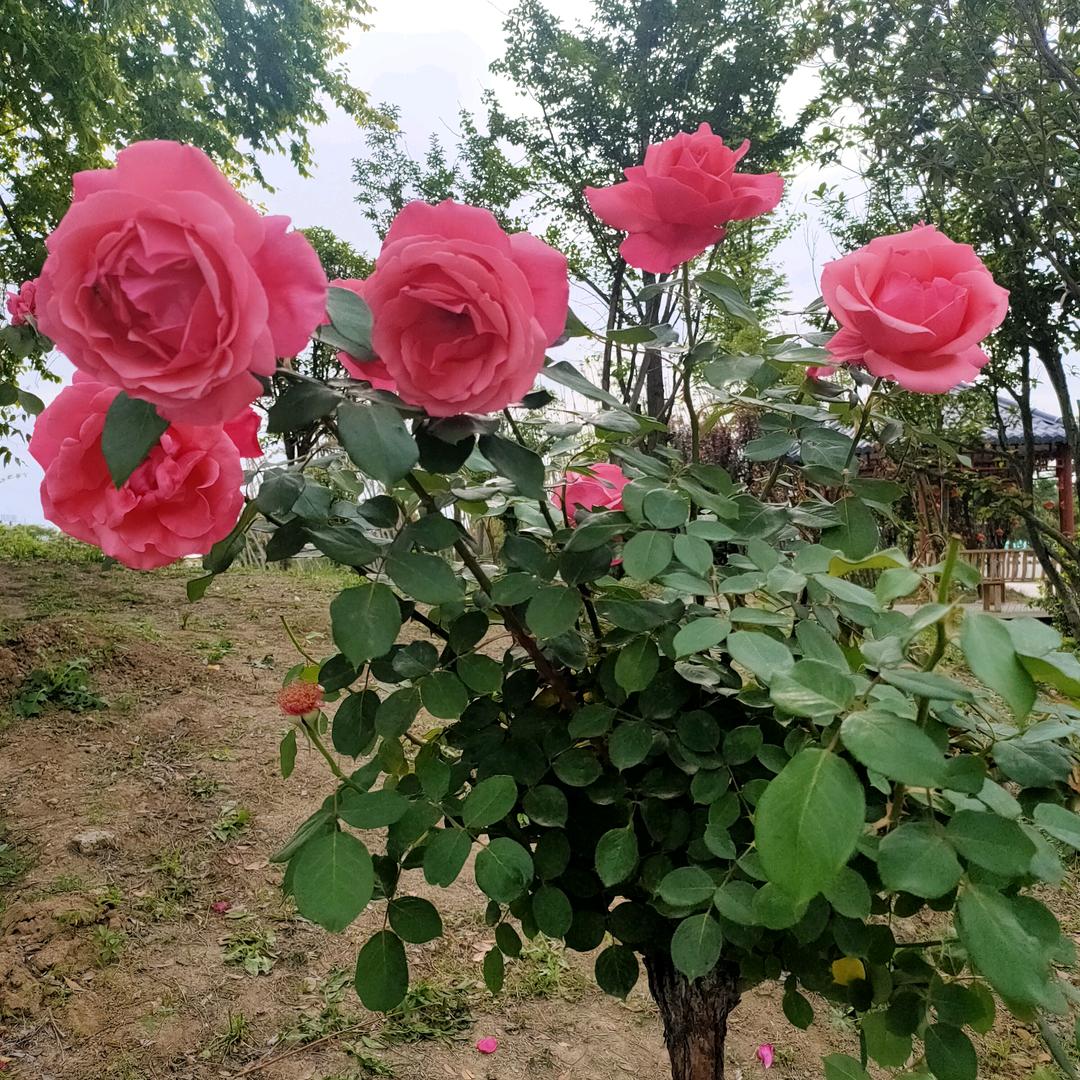 %/ღ᭄ꦿ꯭王后᭄💞余生ℳ🥀