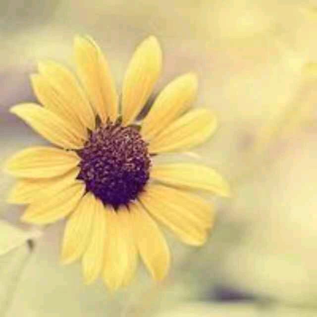 @Lᰔiu_ᥫᩣ菲菲🌻