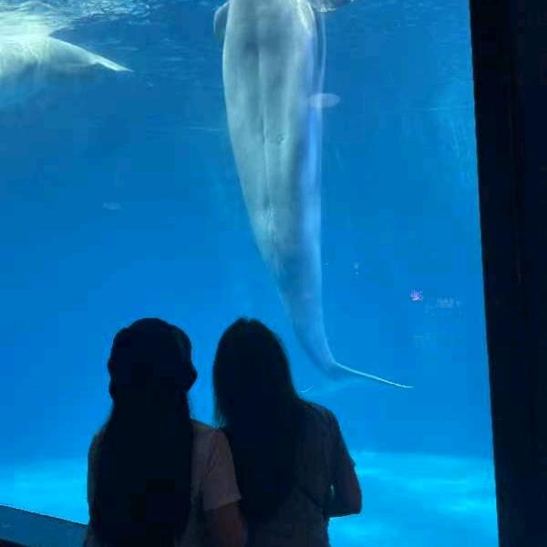 清雅
