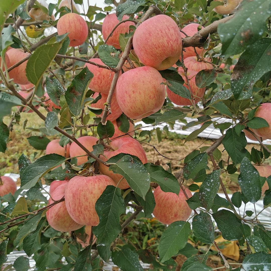 小邵农耕记