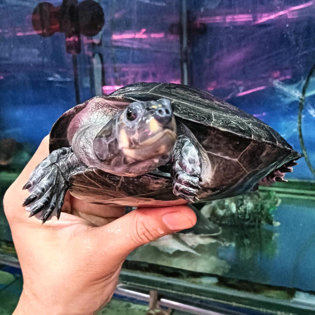 永珍水族馆顺义宠物店