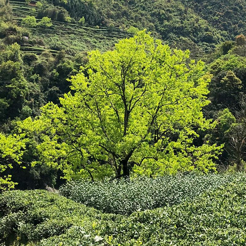 鸿富茗茶茶叶店