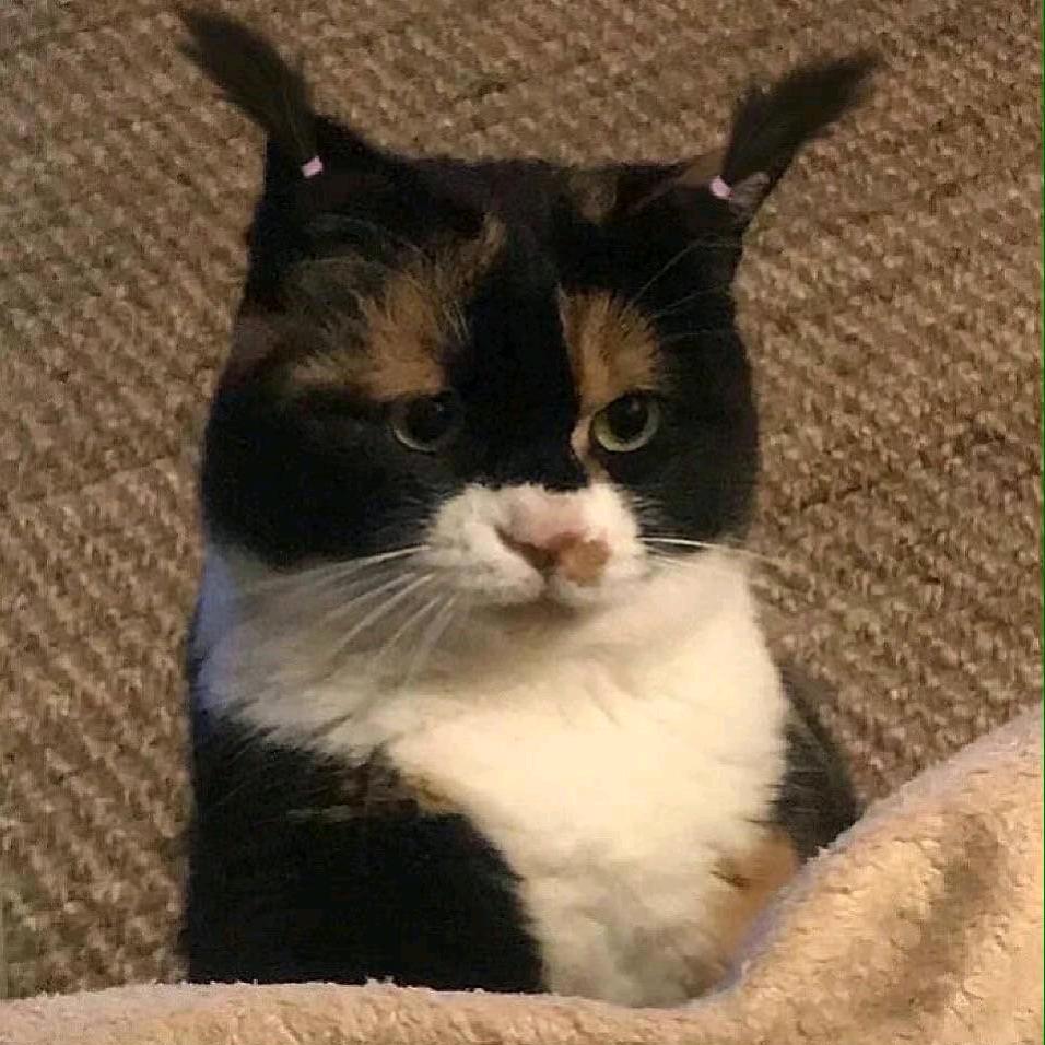 ㈠只猪╰つ