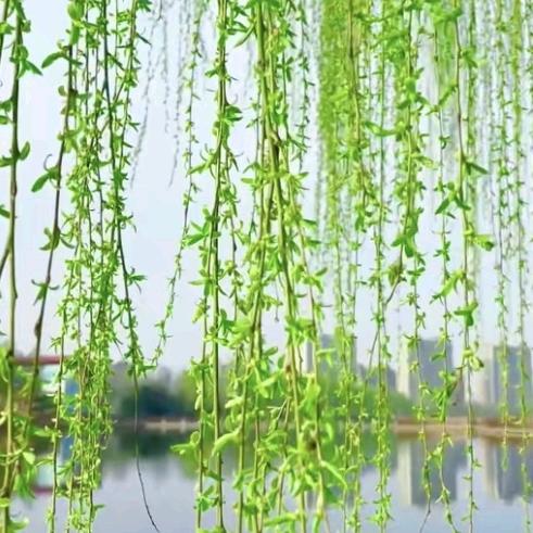雨落心尘