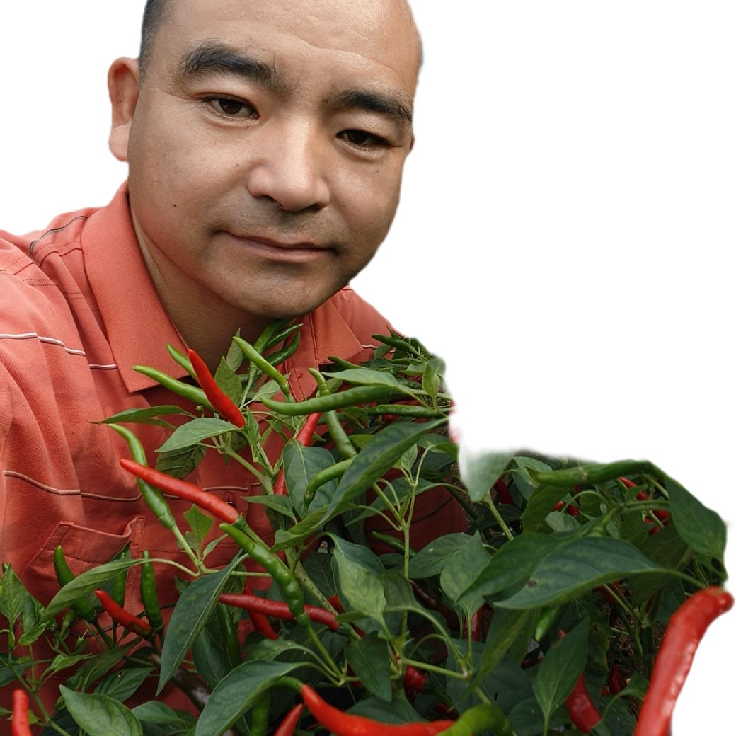襄阳辣椒王(高山辣)