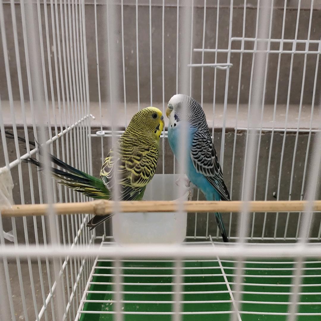 葱拌