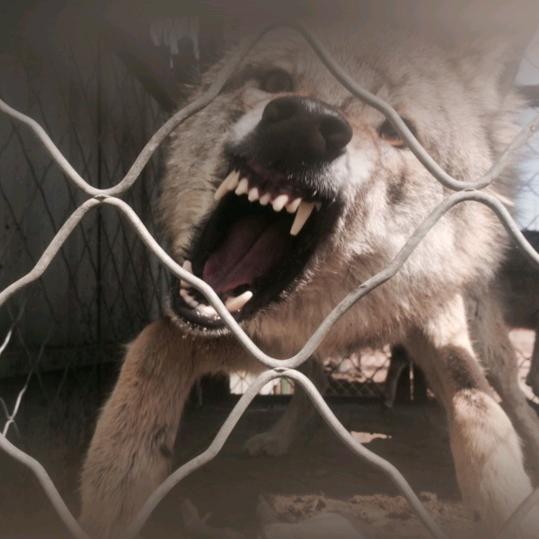 👻苍狼👻无限👻销魂👻。