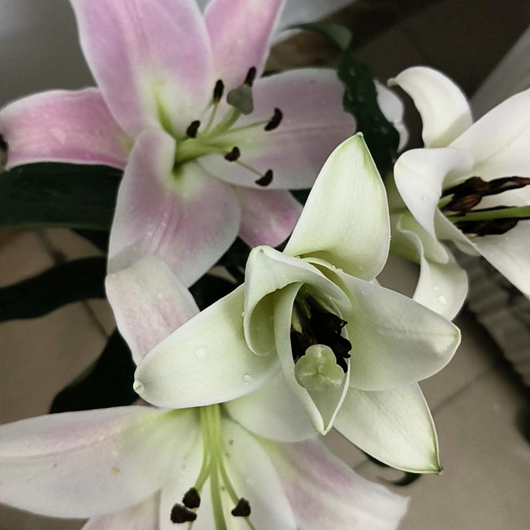 💖傻🌹丫💗头🍎