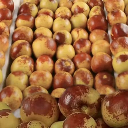 大荔冬枣明日送达