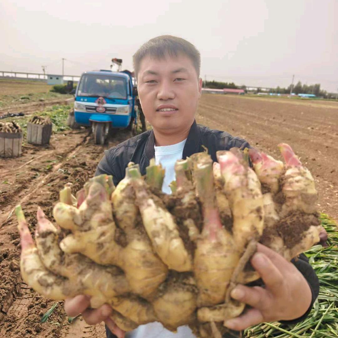 鹤壁大姜(小帅)