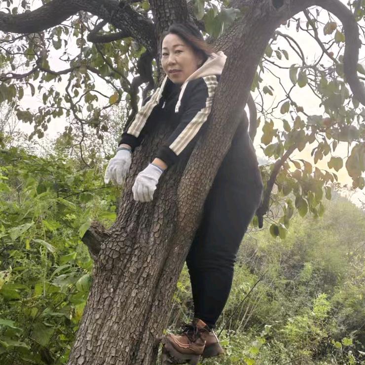 娇阳似火