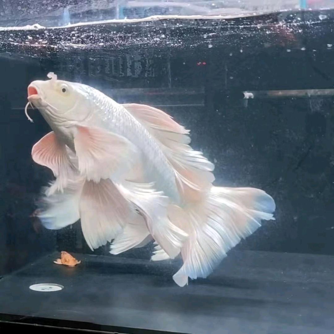 鸿森观赏鱼馆