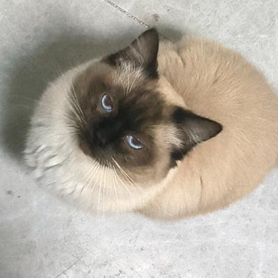 看猩猩诺手一会儿就睡着了