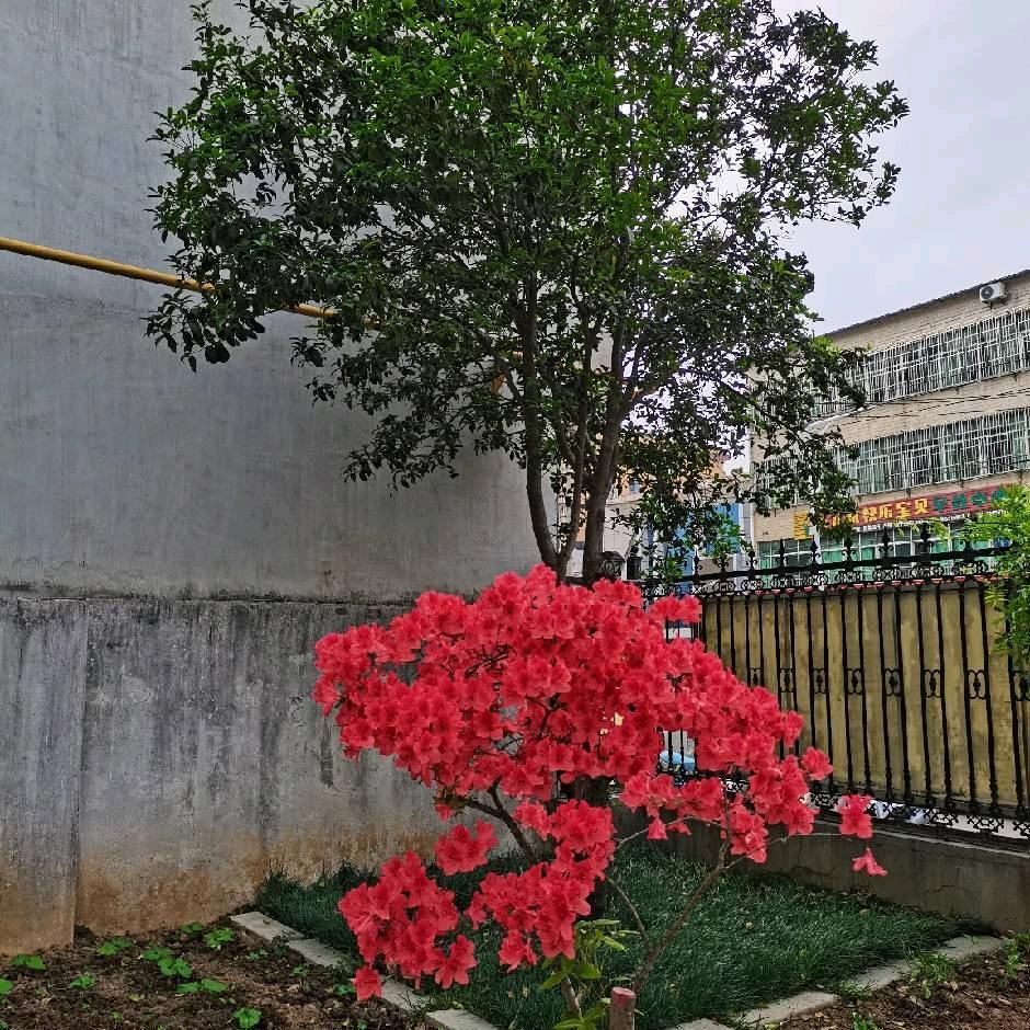 玫瑰花🌹