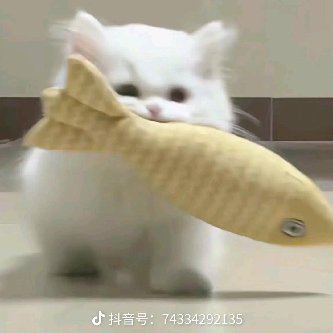 蒙面侠猫。