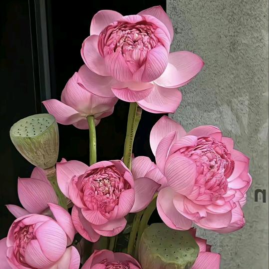 世纪花香