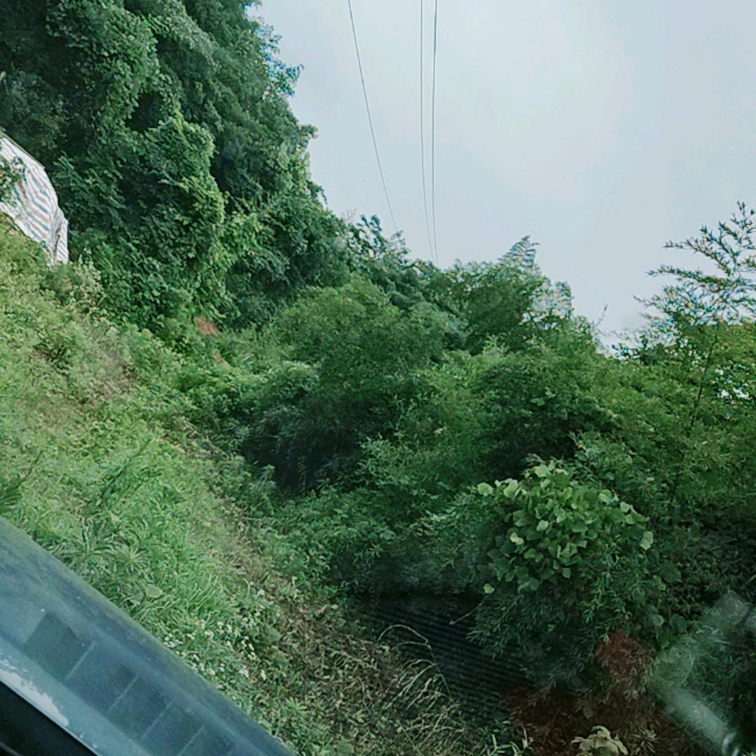 混社会。鹰哥