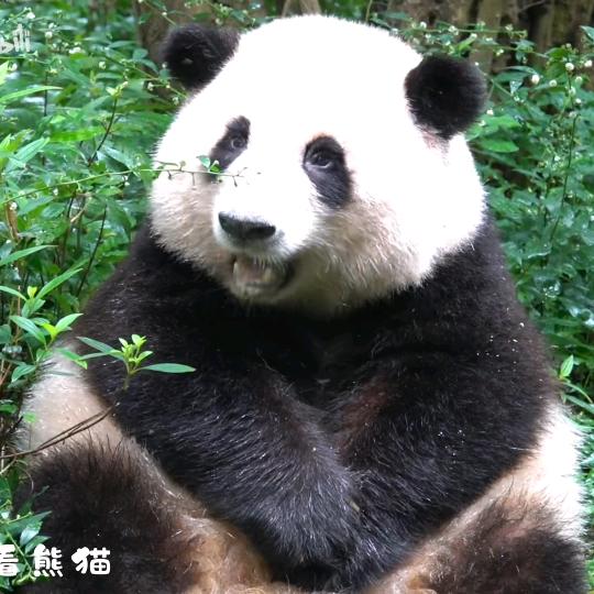 依古比不头像