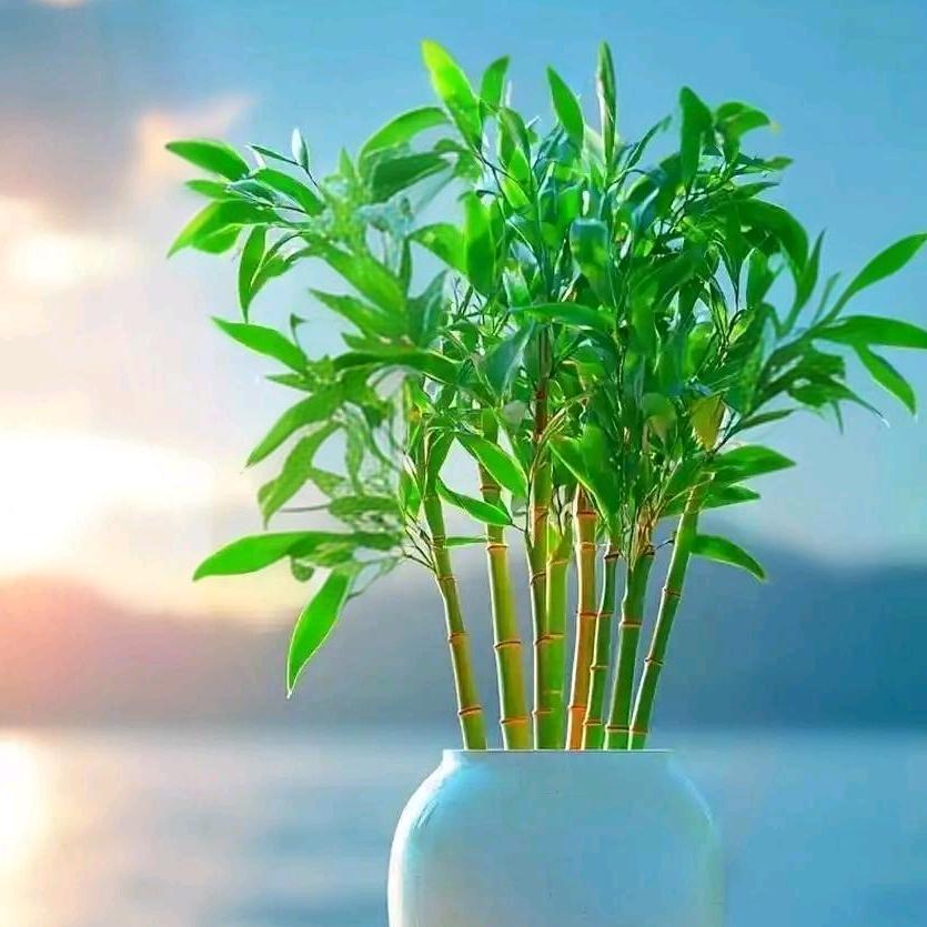 萝卜哥（千德陶瓷）