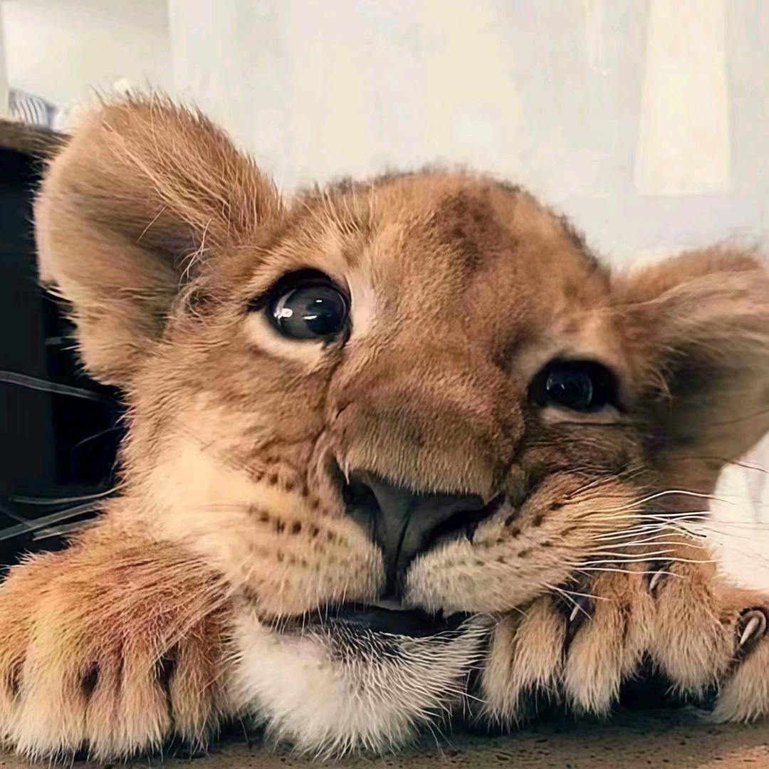 树懒