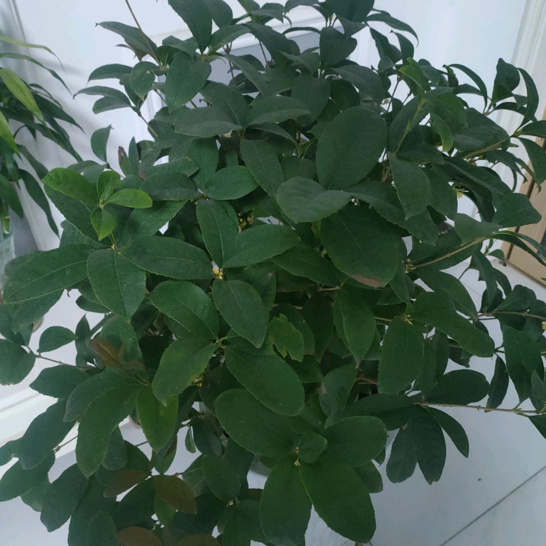 一帆风顺。