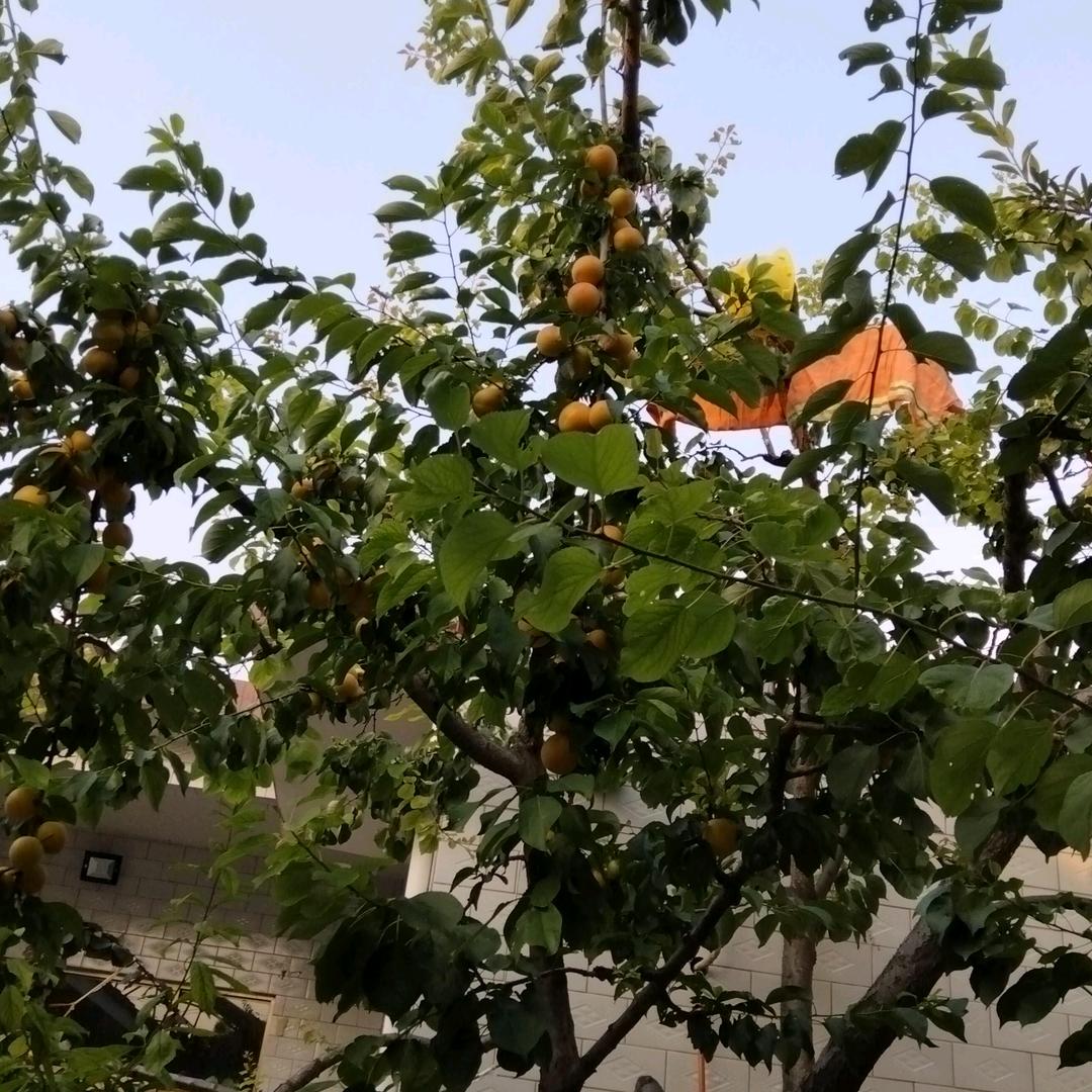 甜甜布丁爷爷