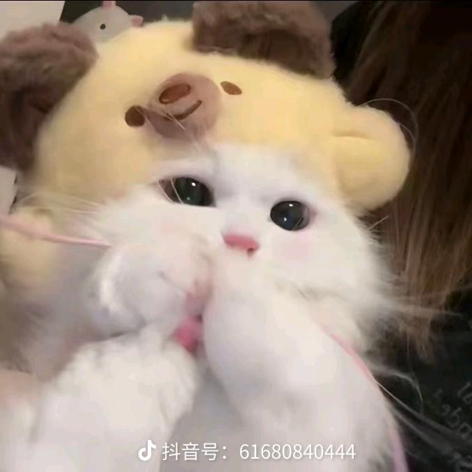 @可爱的猫猫😊