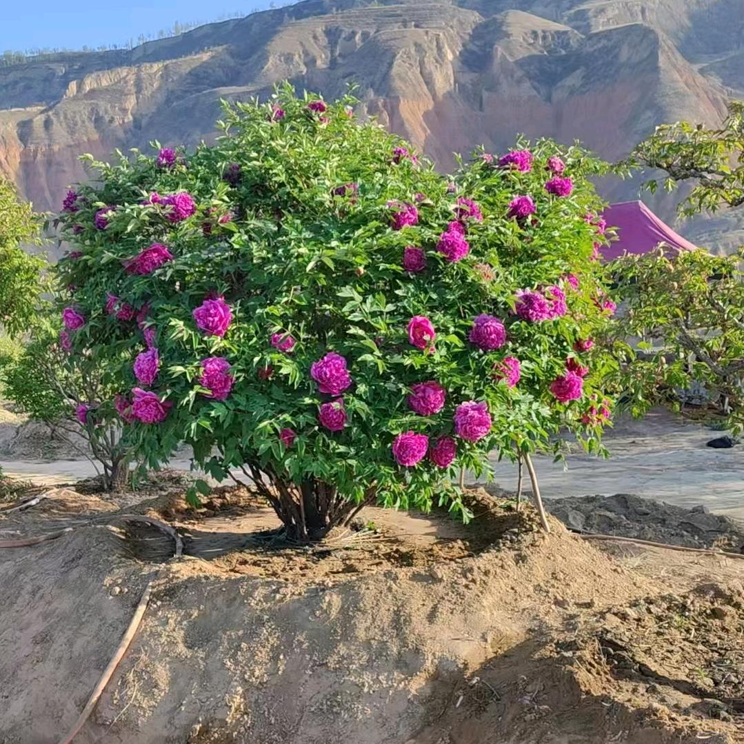 甘肃原生老桩紫斑牡丹基地