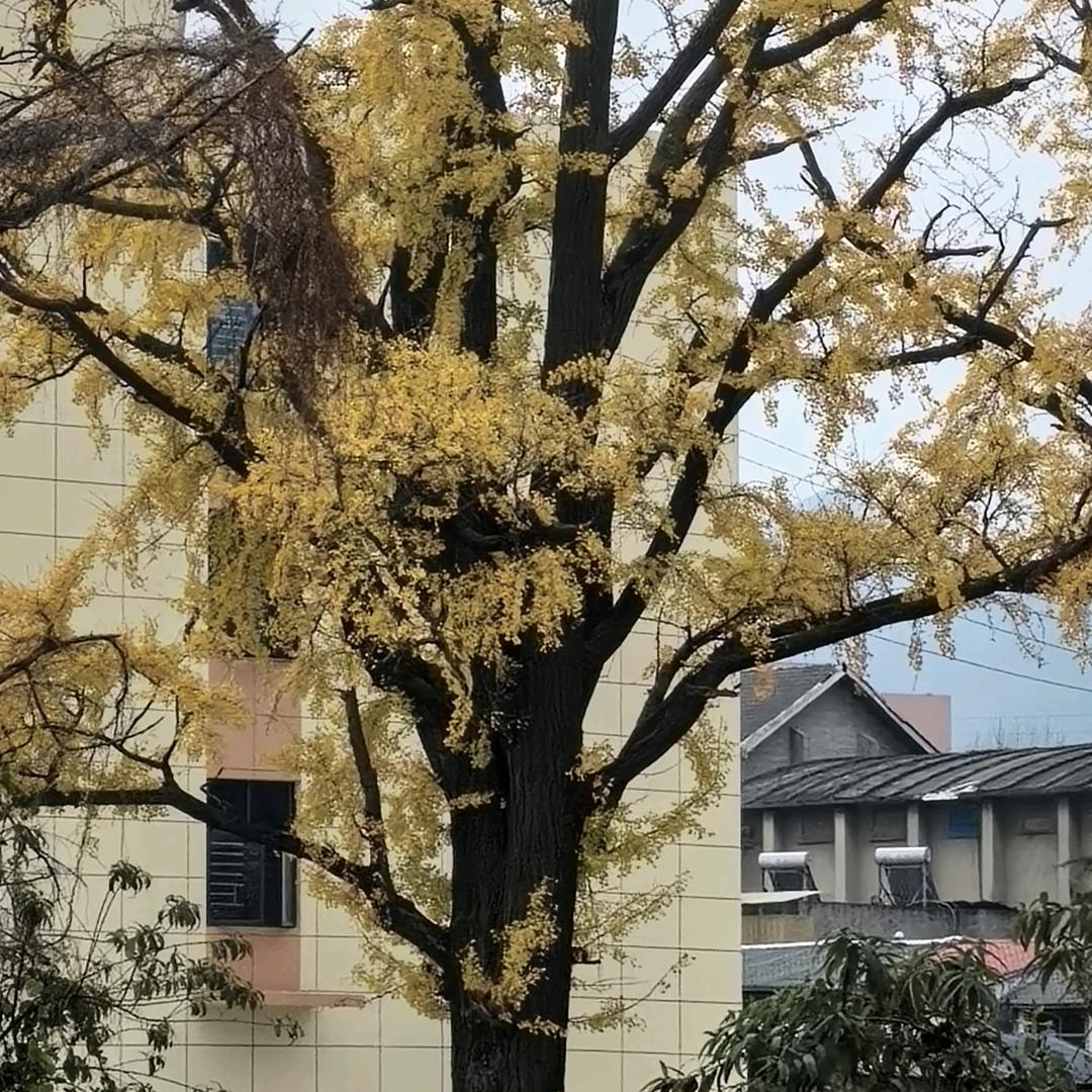 无语