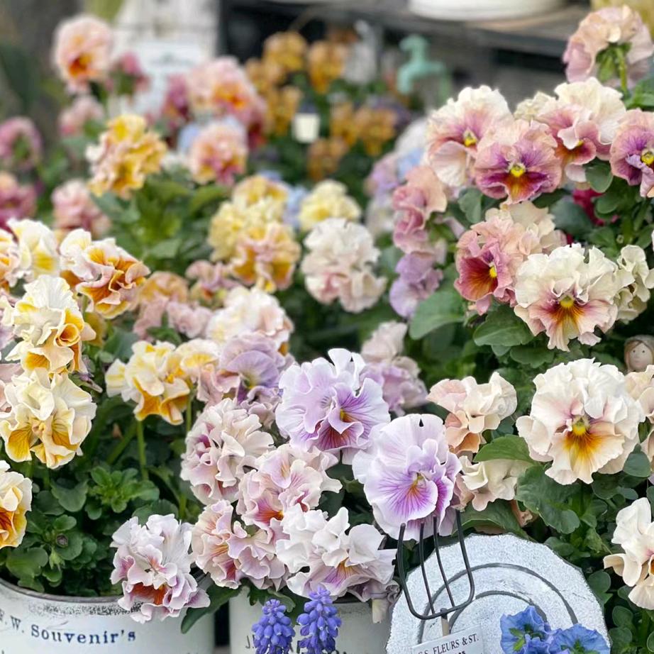 小精灵的花园