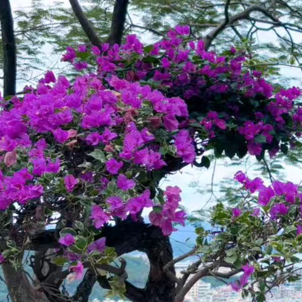情深缘浅