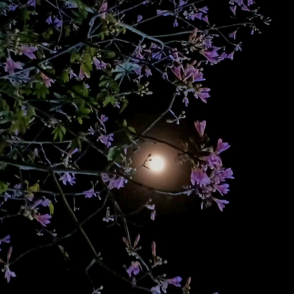 平安💞星群