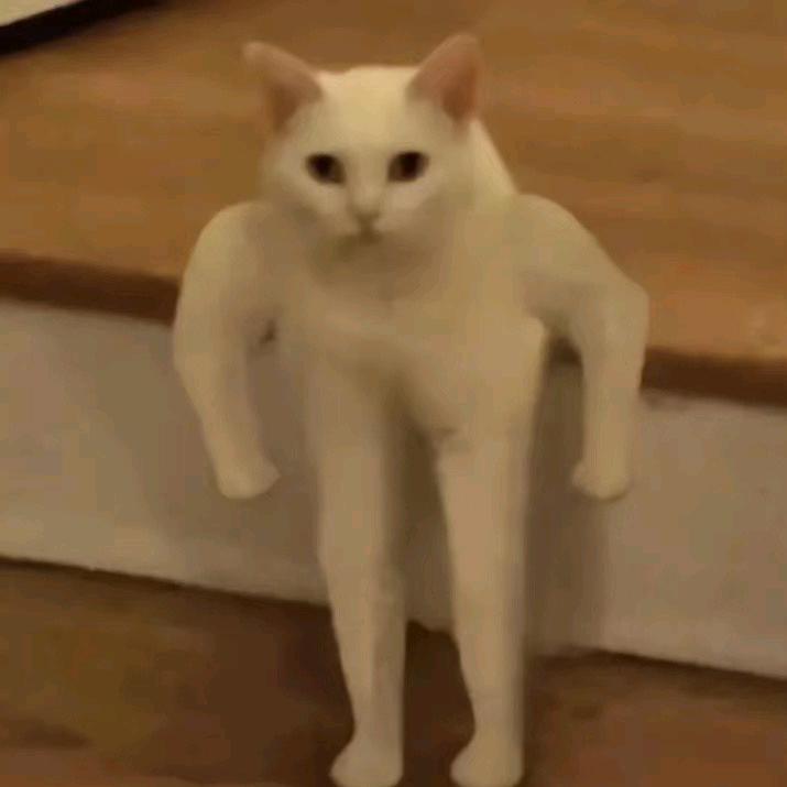 薛定谔的小猫猫