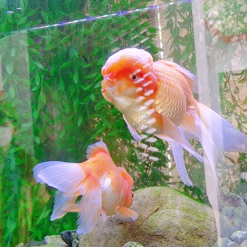 吃葡萄不吐葡萄皮