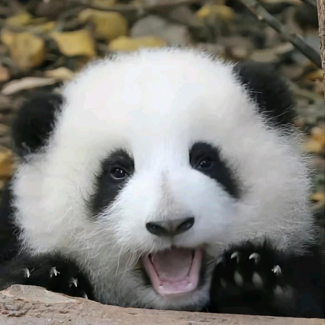 爱看熊猫的姨姨