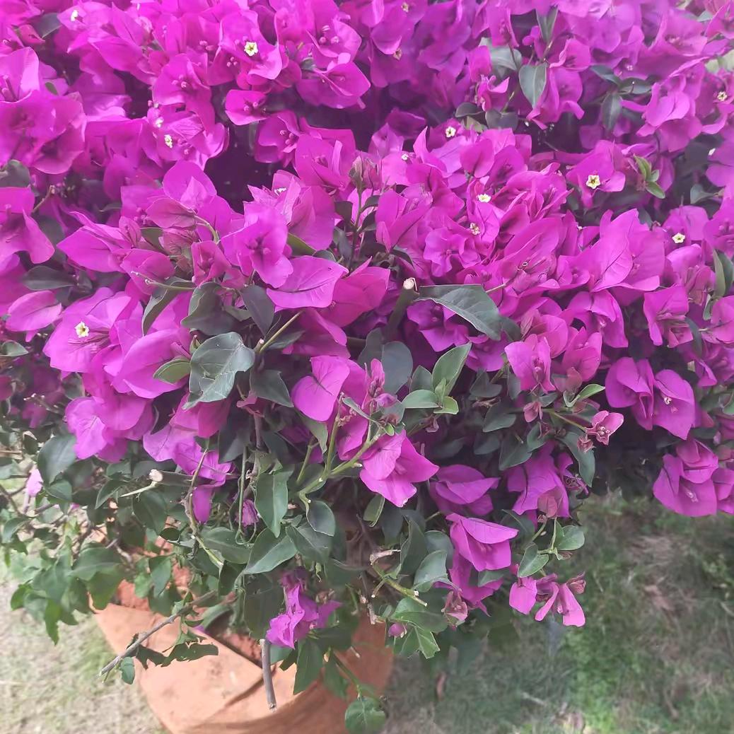 雨后彩虹1234