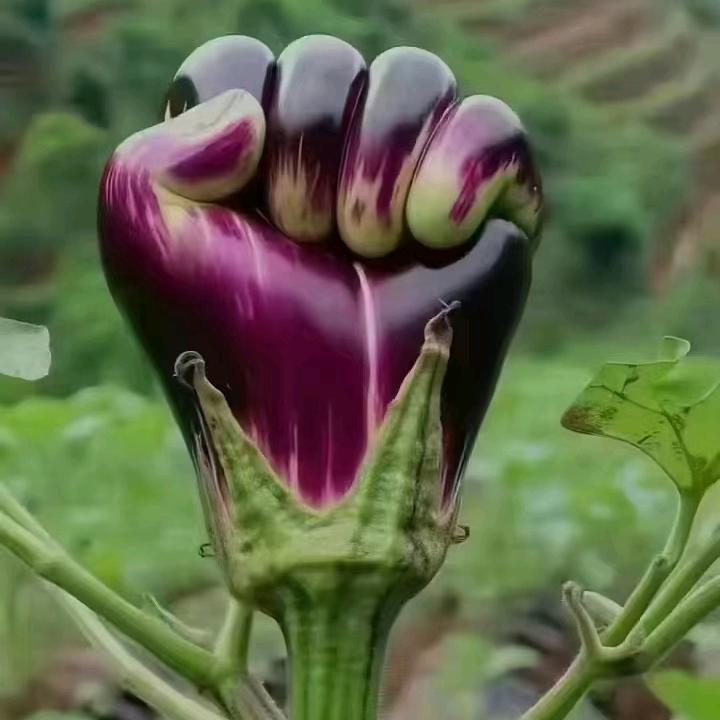 《蒋》蒋不通