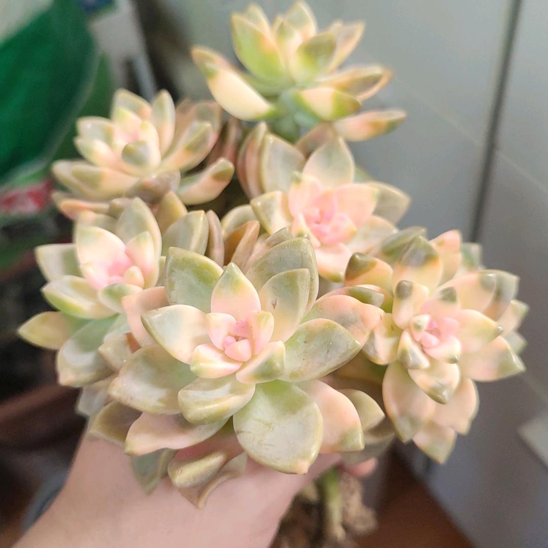 鱼头不对海豹嘴