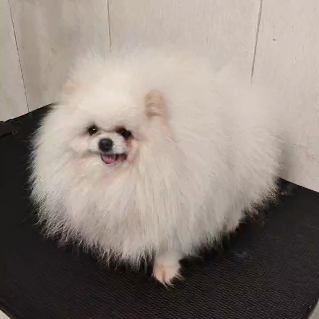 蓶壹犬舍（宠物繁育，常年收幼猫）