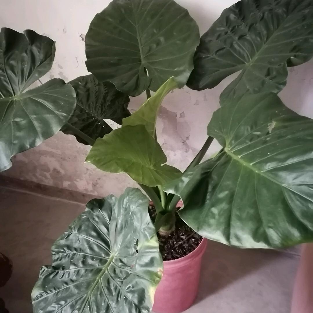 来福