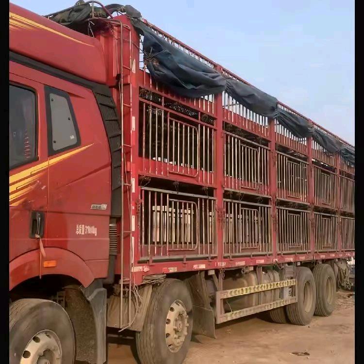 老曹收猪