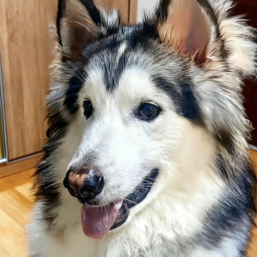 芝士坦克堡🍔🧀