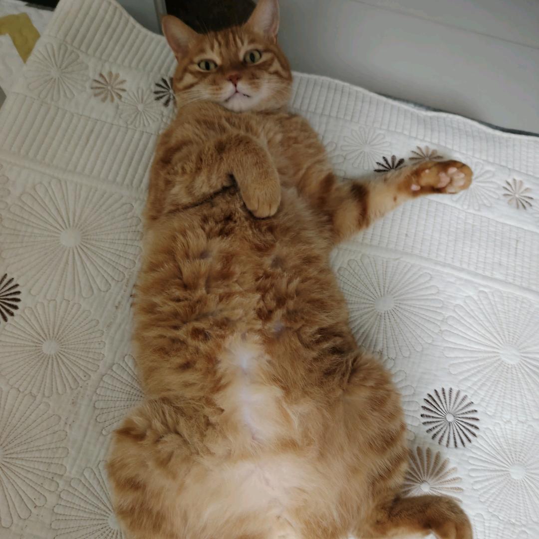 阿毛是只猫