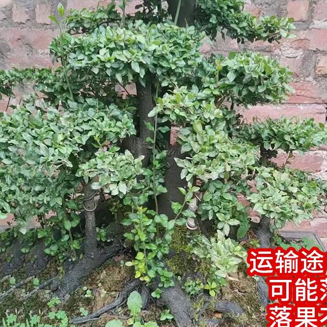 万物花卉盆景园