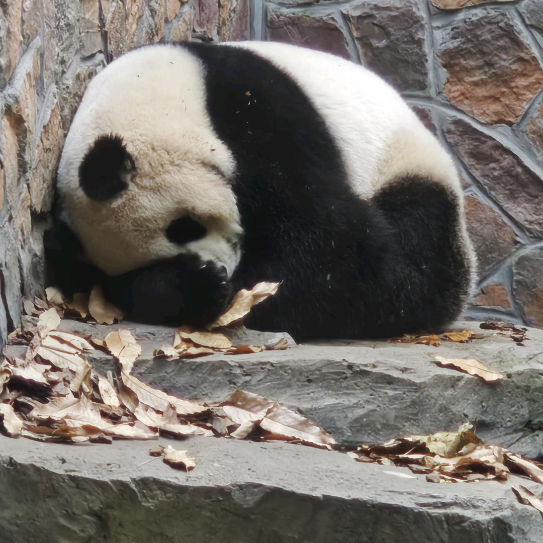 平平安安发大财