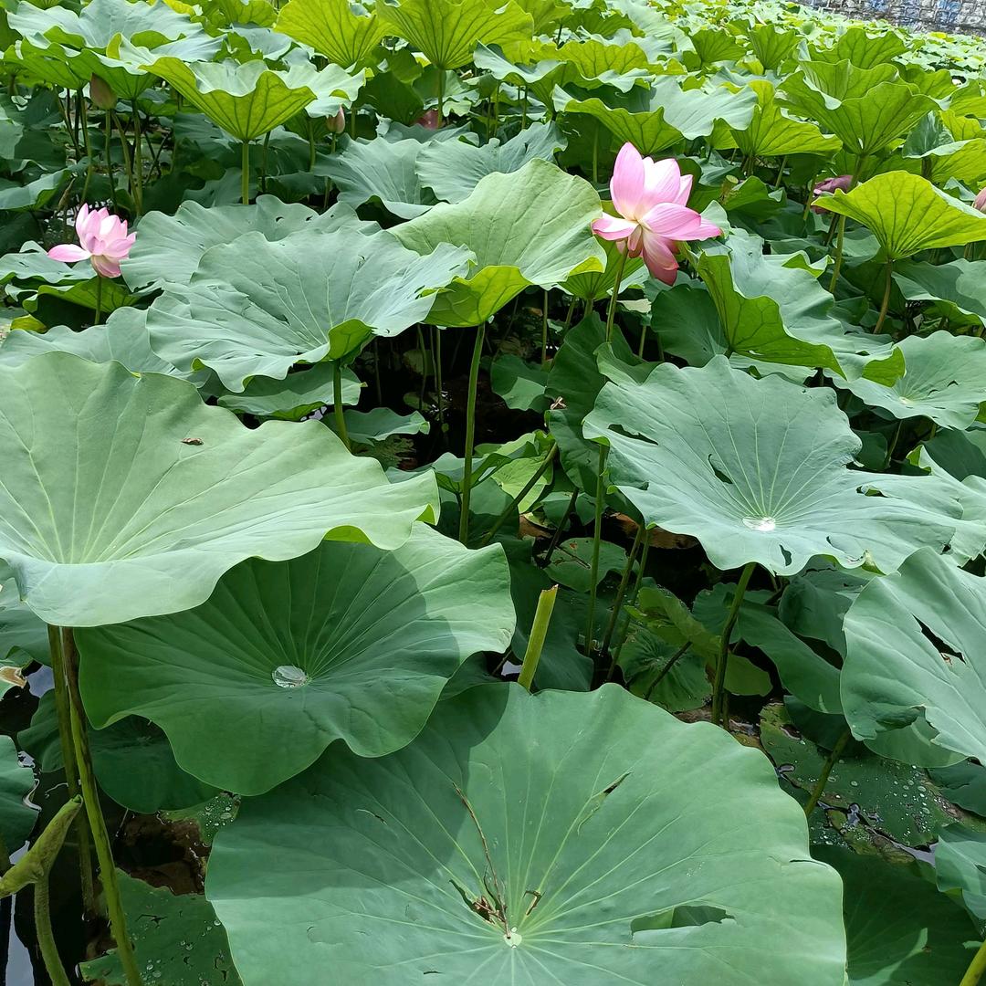 李锋