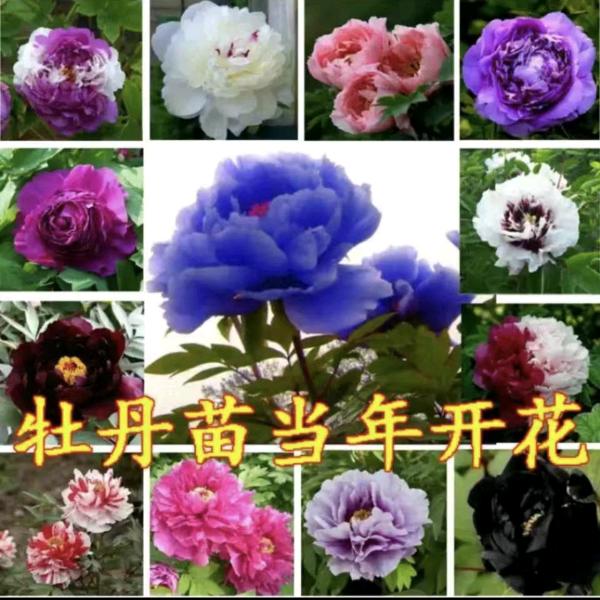 爱🙍‍♀️你🙍‍♀️无🙍‍♀️悔