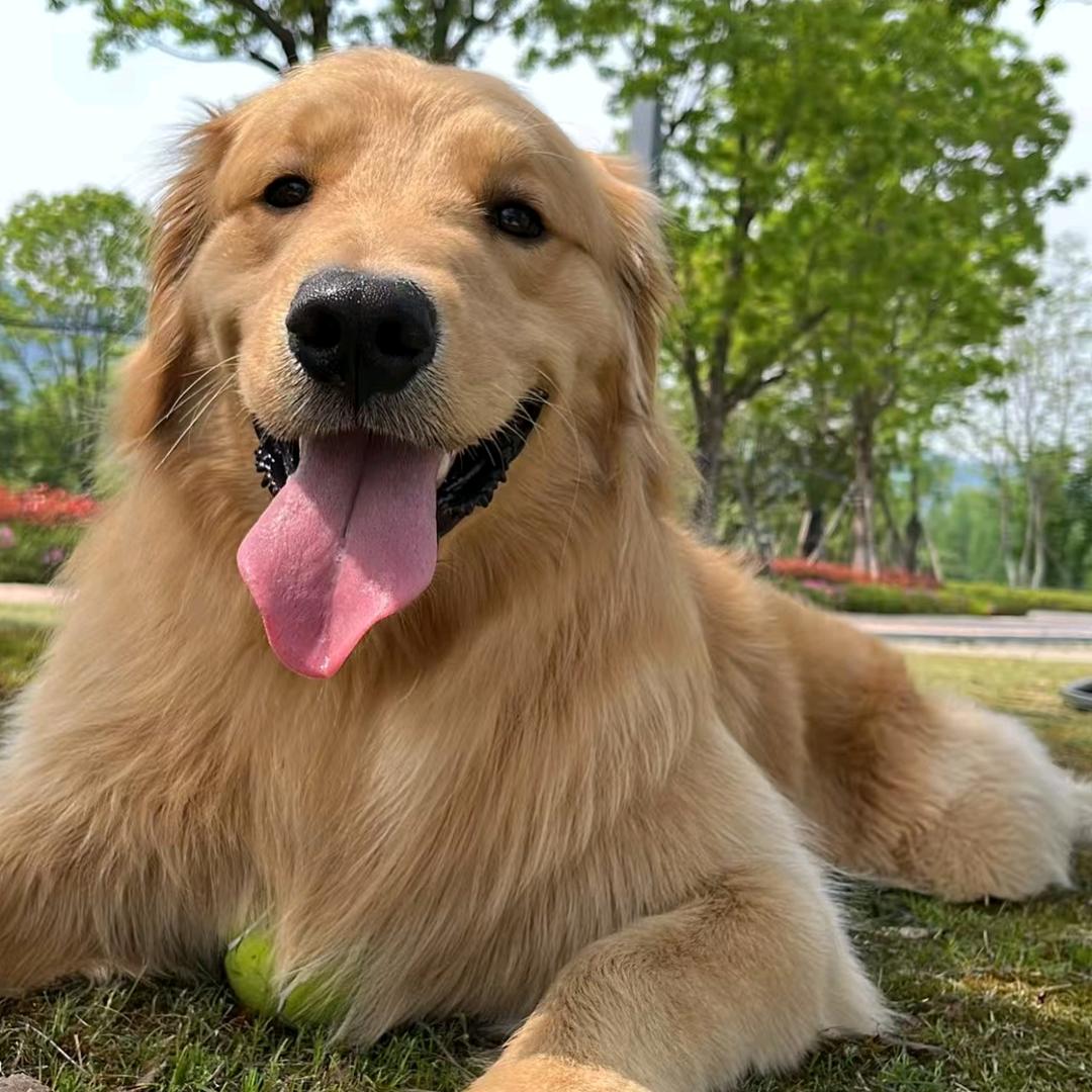 张姐说狗