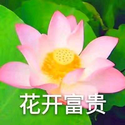 花开富开