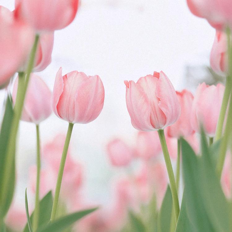 🌈会飞的小鸭子